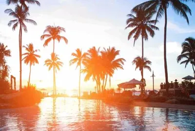 Palmtree
