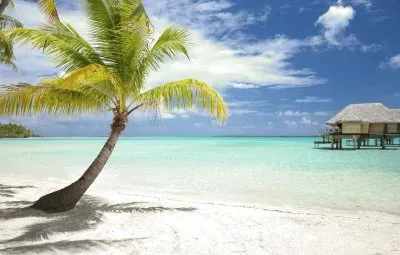 Palmtree