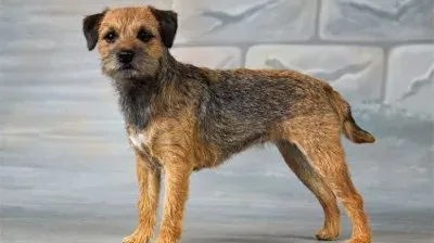 פאזל של Terrier border