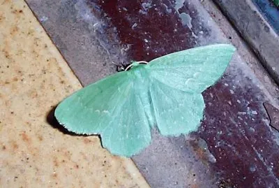 Geometra papilionaria