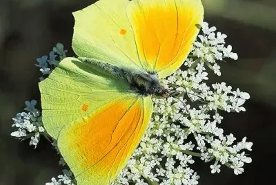 Gonopteryx cleopatra