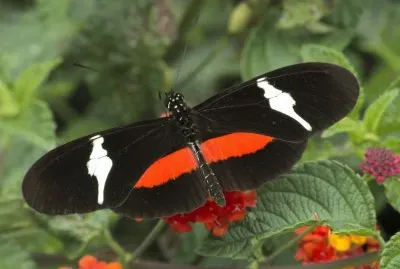 Heliconius clysonymus