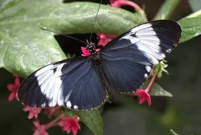 Heliconius cydno