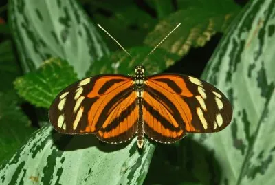 Heliconius ismenius
