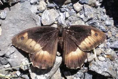 פאזל של Hipparchia del faggio