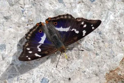 פאזל של Limenite del pioppo