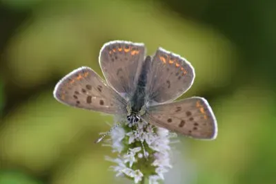 פאזל של Lycaena tityrus