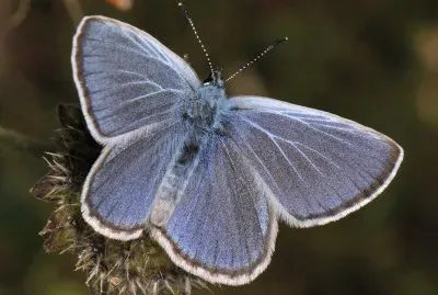 Maculinea