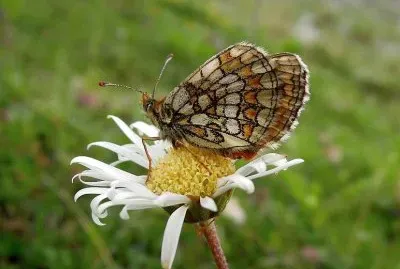 פאזל של Melitalea varia