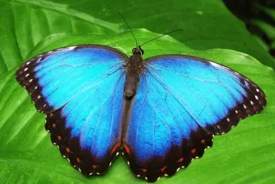 Morpho peleides