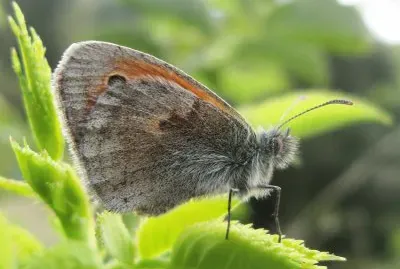 Ninfa minore