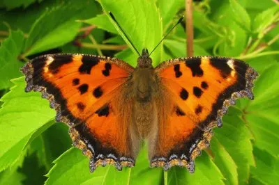 Nymphalis xanthomelas jigsaw puzzle