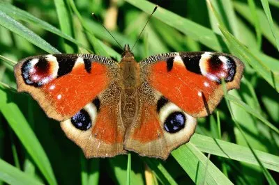 Occhio di pavone jigsaw puzzle