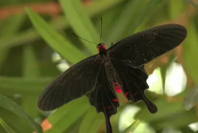 Pachliopta kotzebuea jigsaw puzzle