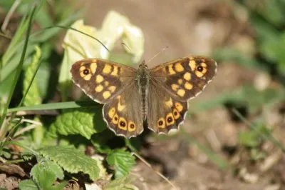 Pararge aegeria jigsaw puzzle