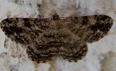 Peribatodes secundaria