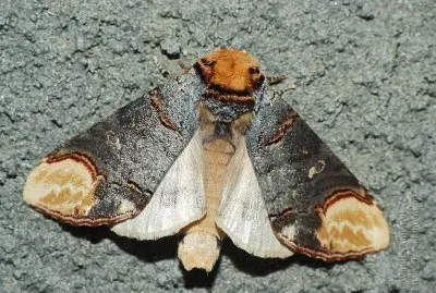 Phalera bucephala jigsaw puzzle