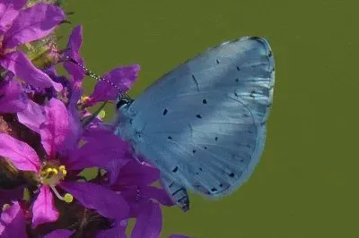 Piccolo argus jigsaw puzzle