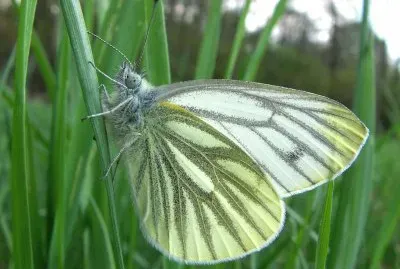 Pieride del navone jigsaw puzzle