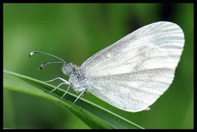 Pieride della senape jigsaw puzzle