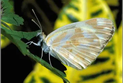 Pinacopteryx eriphia jigsaw puzzle