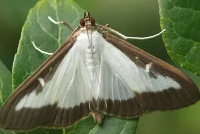 Piralide del bosso jigsaw puzzle