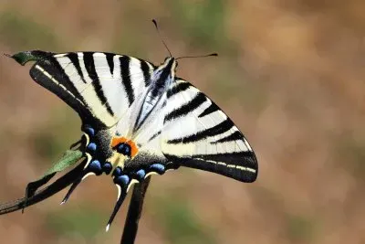 Podalirius jigsaw puzzle