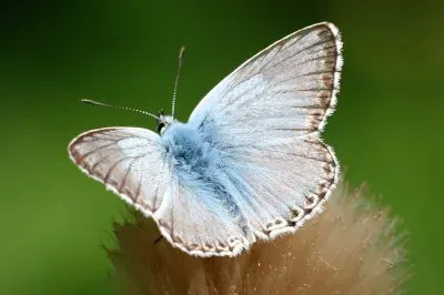 פאזל של Polyommatus coridon