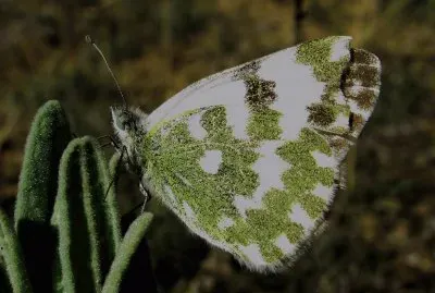 פאזל של Pontia daplidice