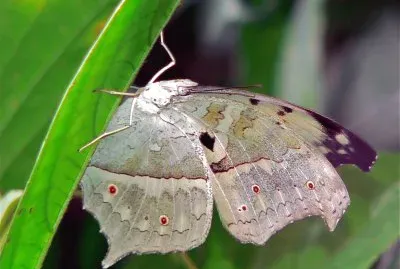 פאזל של Protogoniomorpha  parhassus
