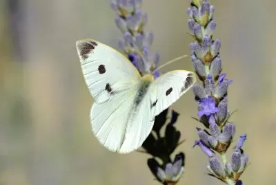 פאזל של Rapaiola