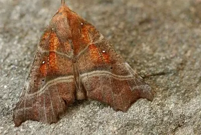 Scoliopteryx libratix