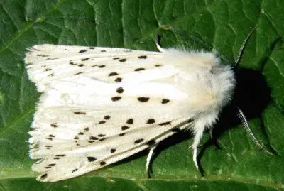 Spilosoma lubricipeda