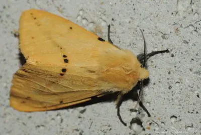 Spilosoma lutea