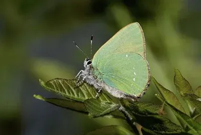 Teca del biancospino jigsaw puzzle