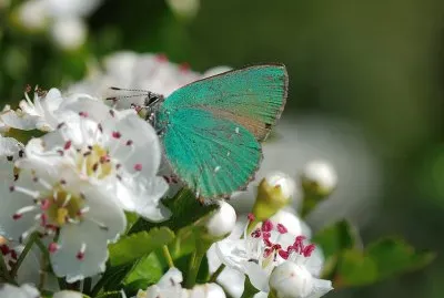 Tecla del rovo jigsaw puzzle