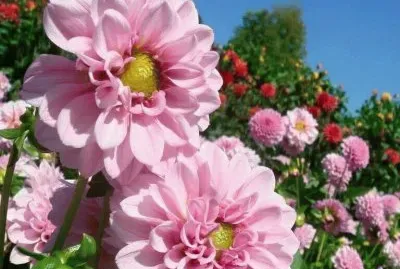 imagem jigsaw puzzle