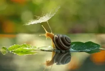 å¾®è·ç”Ÿæ…‹æ”å½±