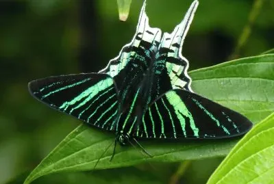 Urania fulgens