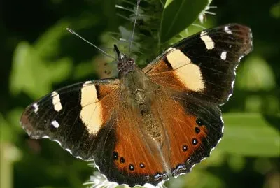 Vanessa itea
