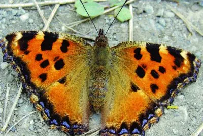 Vanessa multicolore