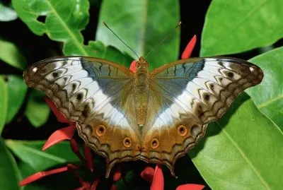 Vindula dejone
