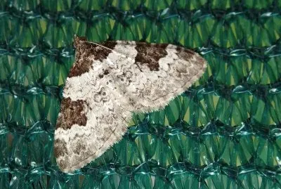 Xanthorhoe fluctata