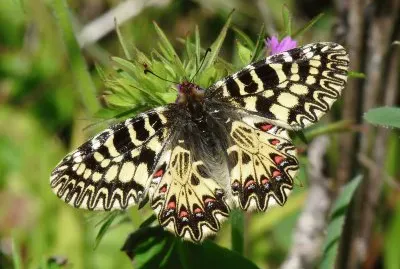 Zerynthiar cassandra