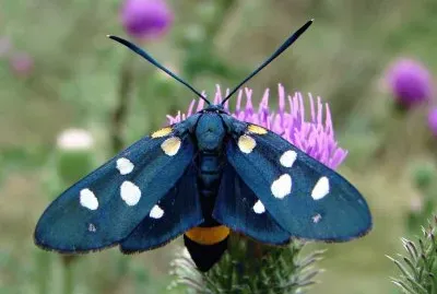 Zygaena ephialtes