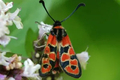 Zygaena fausta