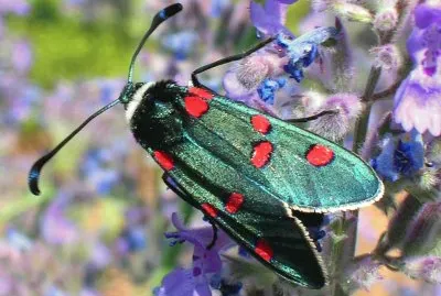 Zygaena lavandulae