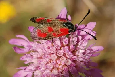 Zygaena loti