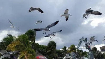 Gaviotas en Playa del Carmen.