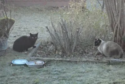 mes chats jigsaw puzzle